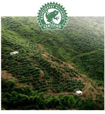 mastro lorenzo rainforest alliance certified
